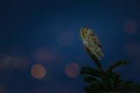 Vyrecek maly - Otus scops - European Scops-Owl 8759